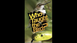 Who Taught the Bird?