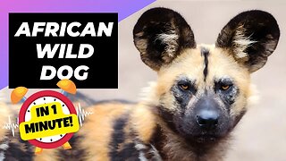 African Wild Dog - In 1 Minute! 🐶 The Most Successful Hunter | 1 Minute Animals