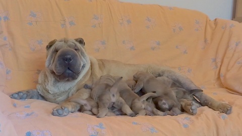 Luna the Shar Pei feeds her newborn puppies