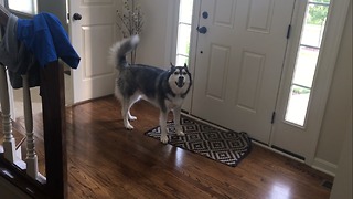 Husky makes it clear he's ready for a walk
