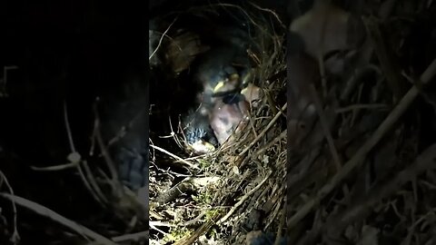 Baby finches 🐦2 days🌞 old #cute #funny #animal #nature #wildlife #trailcam #farm #homestead