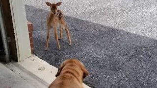 Dog meets baby deer for the first time