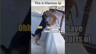 Best Conversation Between Dog And A Monkey 🐒 😂 #dog #funny