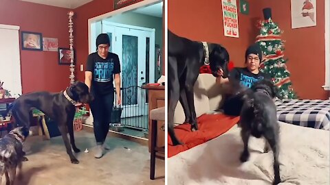 Great Dane trains his owner exactly where to sit