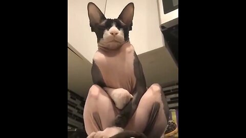 Sphynx Cats are Clowns in Life. Funny cats. Videos about cats