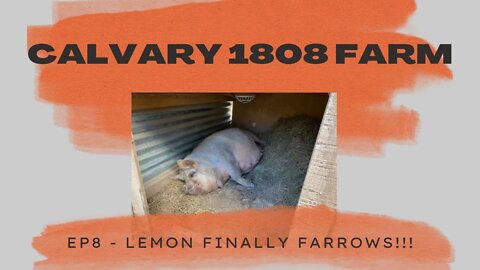 Ep 8 Lemon's Farrowing