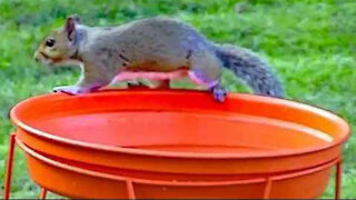 IECV NV #51 - 👀 The Squirrel Doing Tricks For Us🐿️ 6-22-2014