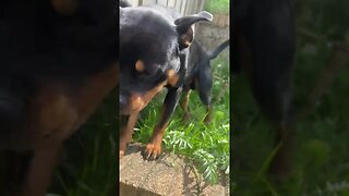 Rottweiler enjoys the sun ☀️ 🌞 #shorts #short #viral #trending #rottweiler