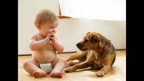 Dog helping a baby