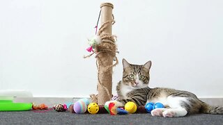 Cat Is in His Toy Corner