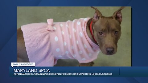 Scarlett the dog is looking to be adopted from the Maryland SPCA