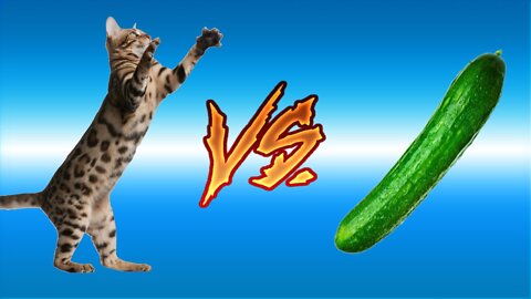 Cats vs Cucumbers!!