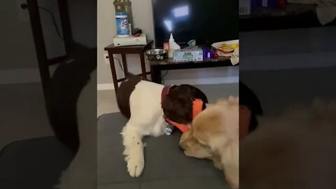 Freshly Groomed Puppies Playing With Halloween Squeaky Toy