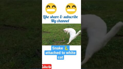 A snake 🐍 try to attack white cat 😺#shorts #youtubeshorts