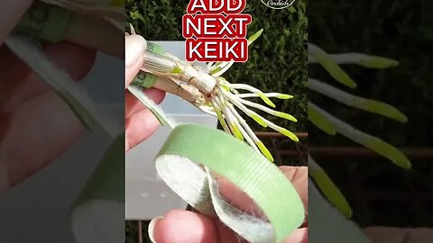 💪🏼NOT a SINGLE Keiki Root was BROKEN👍🏼 by doing it THIS WAY!🙌🏼#ninjaorchids #keiki #orchids #shorts