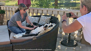 Happy Great Dane Relaxes with a Massage