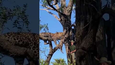 Leopardo sobe e, árvore e estrangula sua presa para poder fazer a sua refeiçao #animals #savage