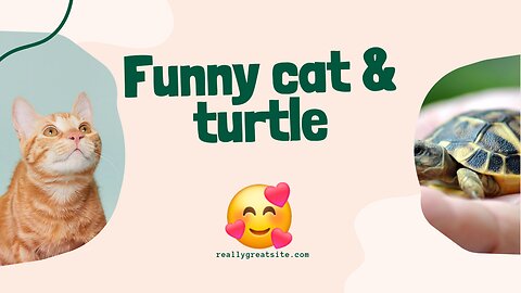 Cat & turtle