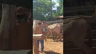 Burro Caiu Na Armadinha