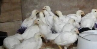 Leghorn Chicks Pecking the Wall in a Group