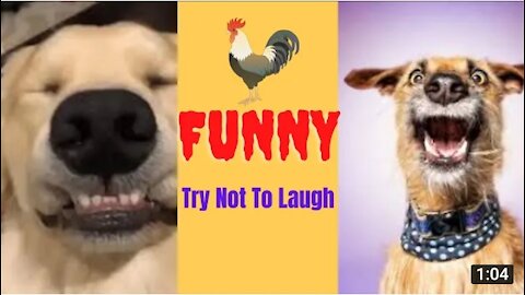 Dog funny video was the best thing about it all