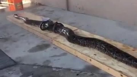 16-foot python measured and weighed in Naples