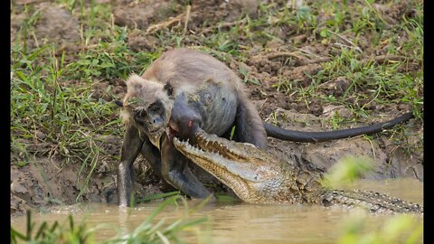 February 7, 2022Animal attacks - Crocodiles attack monkeys! Wild dogs vs warthog