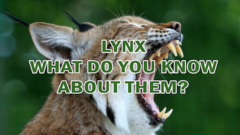 LYNX | WHAT DO YOU KNOW ABOUT THEM?