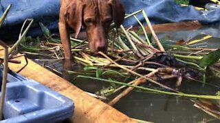 Dog freezes before attacking frog