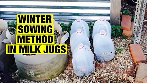 Winter sowing method in milk jugs