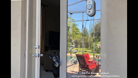 Great Danes Check Out Alfabot Window Washing Robot