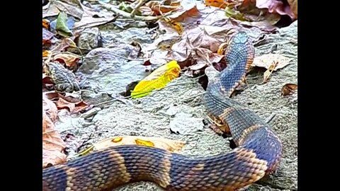 Broad banded water snake & Gulf coast toad cross paths