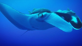 Scuba divers swim with giant manta rays