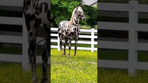 Pizzazz (Black Leopard Friesian X Appaloosa Stallion).