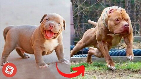 Dogs Grow Up | I'm a Big Kid Now - Cute Baby to Adult Animals