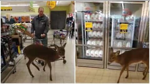 Un biche visite un supermarché américain!