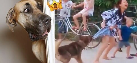 Funny animals : Mama dog takes back crying puppy from toddler