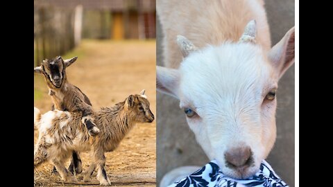 Funny Goat Videos - Cute Goats Playing