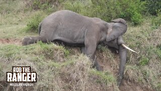 Big Bull Elephant In the River | Maasai Mara Safari | Zebra Plains