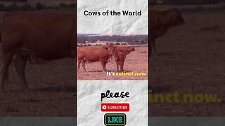 Cows on Earth, #shorts