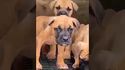 Boerboel Puppies wanted to make their first jump #shorts #doglover #puppy #trending #boerboel