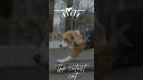 "Beagle Dog Skateboarding: The Most Talented Skateboarding Pup!"