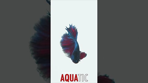 🌊 #AQUATIC - Solitude in Splendor: Siamese Fighting Fish's Graceful Dance and Peaceful Reign 🦈