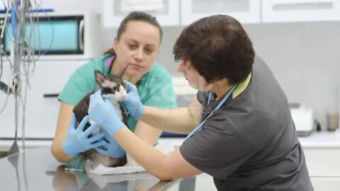 Two veterinarians examining a cat during an appointment in veterinary clinic.