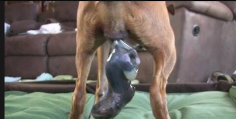 The Dog Has Amazing Birth While Standing!