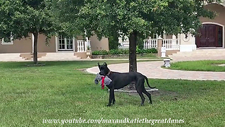 Great Dane puppy takes stuffed animal for walk
