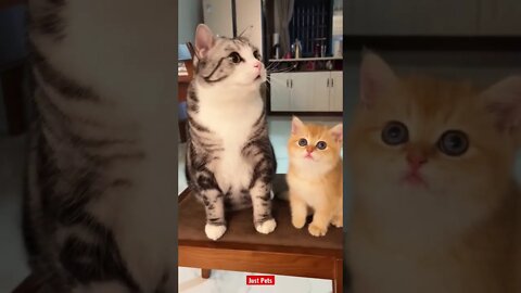 Which one is more pretty? #cute #tiktok #funnyanimals #cat