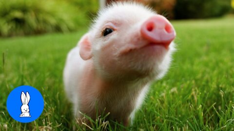 WATCH THESE Cute Baby Micro Teacup Pig