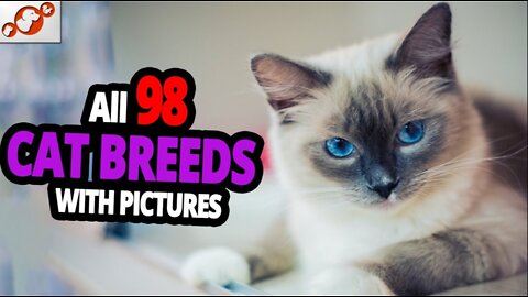 🐈All Cat Breeds A - Z With Pictures ! ( all 98 breeds in the world )