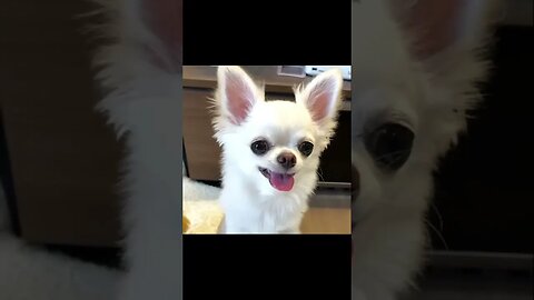 Have You Seen the Hilarious Chihuahua That's Gone Viral?